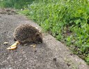 Igel 3.jpg