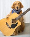 hund gitarre.JPG
