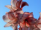kingbritt Amaryllis2.JPG