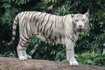 Standing_white_tiger.jpg