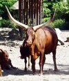 520px-Watusi_cattle_-_Watussirind.jpg