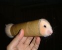 hamster,klopapierrolle.jpg