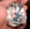 hamster.jpg