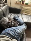 IMG_5231.jpeg