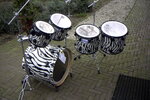 maart2004dwcollectorexotic2.jpg