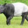 Schabrackentapir