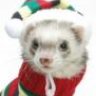 MadFerret