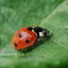 coccinella