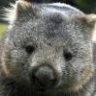 GreyWombat