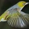 SilverEye