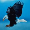 Mr.Eagle