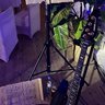Bass_Felix