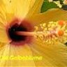 gelbeblume