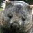 GreyWombat