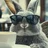 Bad Rabbit