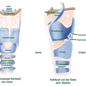 Kehlkopf.jpg