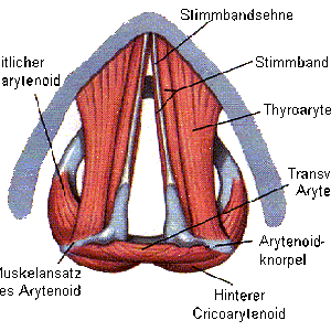 arytenoid01.gif