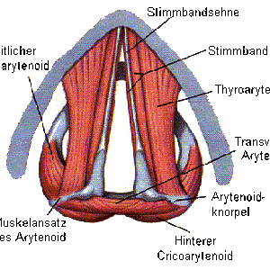 arytenoid01.gif