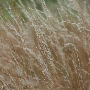Gras im Wind komp.jpg