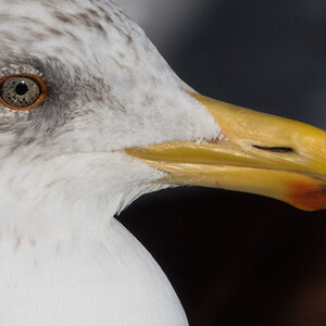 Möwe 2.jpg