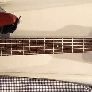 s-2025-Bass V-April.jpg