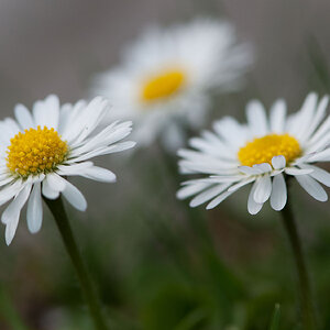 Gänseblümchen komp.jpg