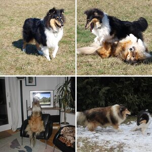 Tiere