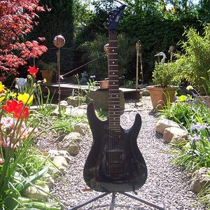 Hohner Professional St Lynx