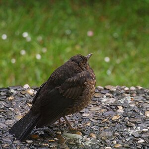 nasse Amsel