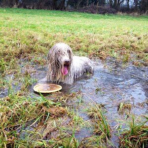 frisbee