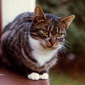 Chloé (1986)