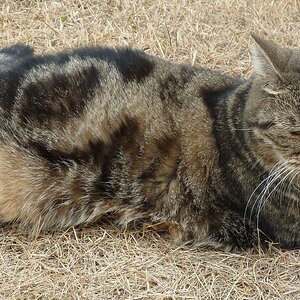 Katze im Garten