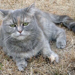 Katze im Garten