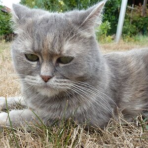 Katze im Garten