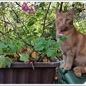 20151021_130021RsigTiger