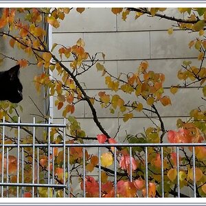 20151023_135843a2Rsig Panther Auf Der Pirsch