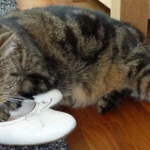 Katze
