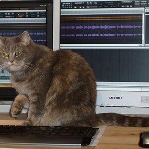 Katze hilft beim Aufnehmen