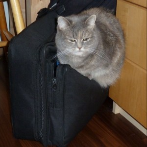 Katze in der Tasche