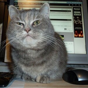 Katze