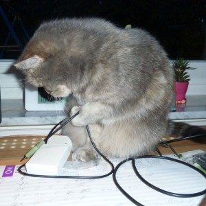 Katze hilft mit Kabel