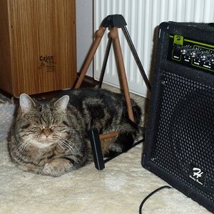 Katze im Gitarrenständer