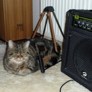 Katze im Gitarrenständer
