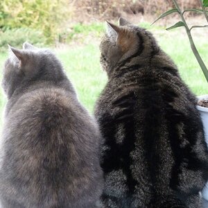 Katzen am Fenster