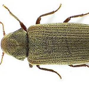 300px-Anobium_punctatum_NOS