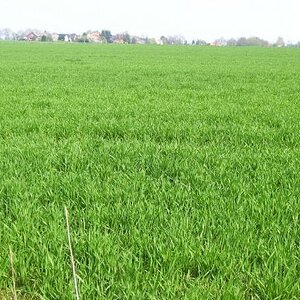 feld2