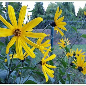 20160715_070353Rsig Topinambur