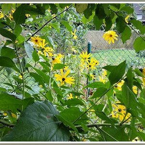 20160728_162618Rsig Topinambur