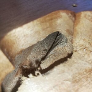 Freibohren des Kabelbereichs für den modifizierten Steg-Humbucker