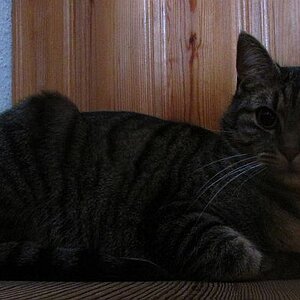 Mein Kater auf der Treppe